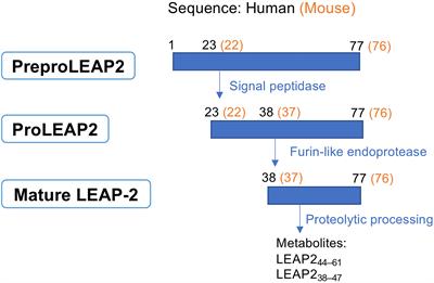 LEAP-2: An Emerging Endogenous Ghrelin Receptor Antagonist in the Pathophysiology of Obesity